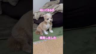 【可愛いわんこ】今が1番もふもふでぬいぐるみ感強い。座り方も可愛い。