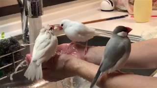 水浴び直後の文鳥