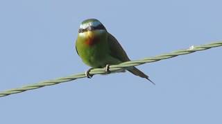 Blue-cheeked bee-eater (Merops persicus) - Πράσινος Μελισσοφάγος - Cyprus