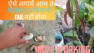 How to Grow a Mango Tree from Seed || आम को गुठली से कैसे उगाये || कैसे आम का बीज लगाएं..