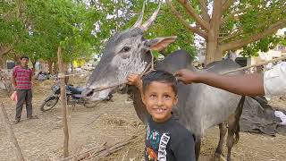 Rate of bulls in Chelur cattle fair