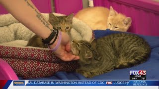 Helping Hands Humane society receives support, advocates volunteering