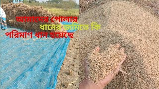 এই পোলার ধানের জমি থেকে কি পরিমাণে ধান পেয়েছি।🌱🌾।#কৃষিনিয়েকাজকরি #কৃষক #ধান #ধানক্ষেত #agriculture