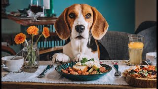 Dinner w a Beagle Lofi Mix