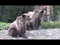 big grizzly cubs as newborns and leaving mum today