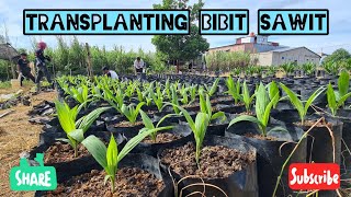 Transplanting Bibit Sawit Unggul