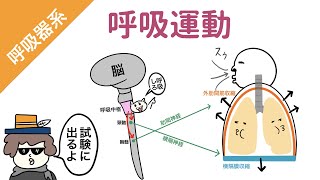 【肺】呼吸運動の仕組み（吸息時と呼息時の筋肉と神経）