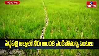 పెద్దపల్లి జిల్లాలో నీరు అందక ఎండిపోతున్న పంటలు : Special Story on Peddapalli Dist Farmers Problems