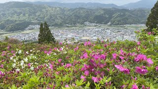 2021/04/13　八重桜散道　冨士山公園のつつじ　その５　〜愛媛県大洲市〜