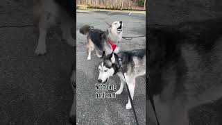 Tyson learning how to be more husky from @TheHuskyMoon #shorts #dogs #huskies