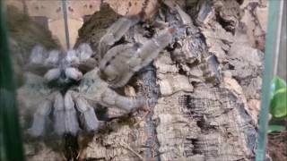 psalmopoeus cambridgei (trinidad chevron) feeding