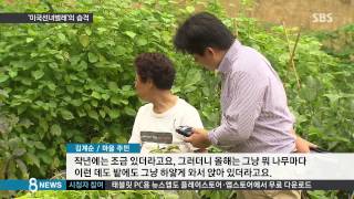 [사회] '미국 선녀벌레'의 습격…수도권 산림 몸살 (SBS8뉴스|2014.9.7)