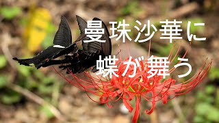 曼珠沙華に蝶が舞う