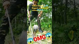 Biggest specticaled cobra 😱😱😱😱😱😱🐍🐍🐍#viralshorts #viral #snakerescue #cobra