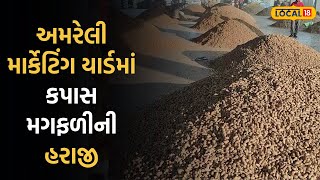 Amreli Yard News |  અમરેલી માર્કેટિંગ યાર્ડમાં કપાસ, મગફળીની હરાજી, જાણો લેટેસ્ટ ભાવ | Local18