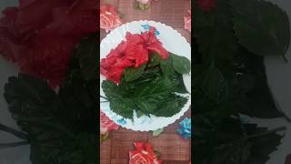 മുടി വളരാൻ ചെമ്പരത്തി താളി| Natural hibiscus thali #shorts