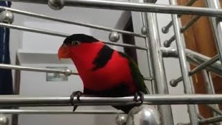 parrot talking മലയാളം റെഡ്മിടെ സ്നേഹംകാണു