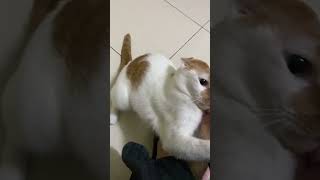 【停！】怎麼阻止咬人的貓How to stop a crazy cat