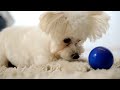 #viralvideo #dog #love #animals #puppet #romantic #music #fypシ゚viral