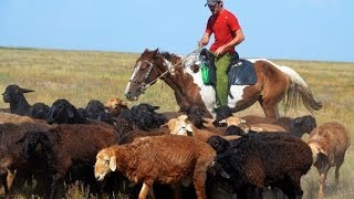 ООО Волгоград Эдильбай. Особенности работы и быта чабана