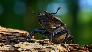 Lady stag beetle shows how to clean your antennae ~ Lucanus cervus