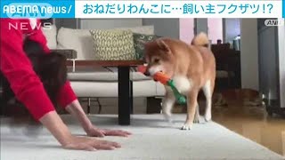 かまわずにはいられない！　ヨガの最中でもお構いなしに…遊んでほしい柴犬(2023年3月15日)