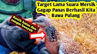 Tekukur Suara Mersik Gagap Panas Bakalan Calon Pikat