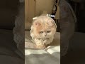 【 薄荷猫猫甜不甜】可爱到犯规了 这真的不是玩具吗 薄荷猫猫 治愈系猫咪