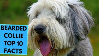 Bearded Collie - TOP 10 Interesting Facts