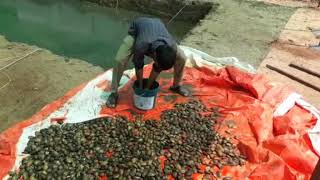 Pearl Farming Training In Andhra Pradesh