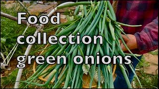 Food collection freeze green onions. It's harvest green onions time. Organic garden.