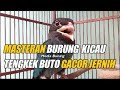 Masteran Burung Kicau Tengkek Buto Gacor Jernih