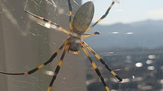 무당거미 집청소 해주기 Repairing Spider Web