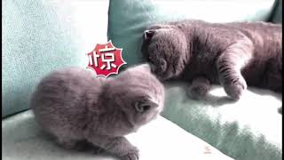 Baby Cats - Cute and Funny Cat Videos Compilation #17 | Happy Pets