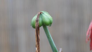 朱顶红这样繁殖一次能长出几个小苗，一看就能学会