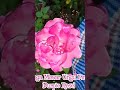 BUNGA MAWAR UNGU PINK (Purple Rose) #bungacantik #bunga #kebunbunga #bungamawar #mawarholland