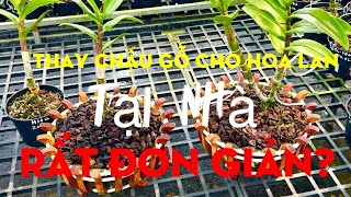 Cách thay chậu lan mới mua về qua “ Chậu Gỗ thiết kế” tại nhà cực đơn giản???