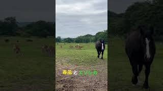 馬と鹿の共生牧場⁉️