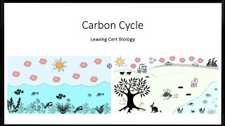 Carbon Cycle-Leaving Cert Biology 2023-Updated