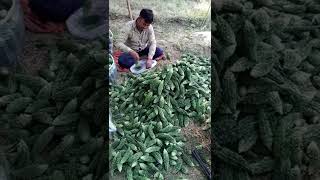 करेला की पैकिंग । #agriculturechaupal #shorts #karela