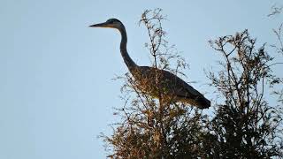 2019.11.6 東京上野鳥散歩・アオサギとカラスのバトル