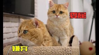 一岁“小奶猫”想黏猫爸爸，被疯狂嫌弃看到就跑！