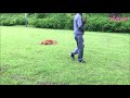 長雨でストレスが溜まってる愛犬たちを雨天散歩に連れ出した golden retriever shihtzu