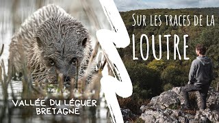 Sur les traces de la loutre d'Europe - vallée du Léguer (Bretagne)