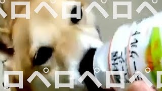 【 #柴犬 エメ】柴犬が飲むヨーグルトをぺろぺろなめる動画　Shiba Inu licking yogurt