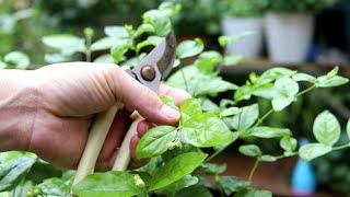 抓住“最佳时间”，一顿强修剪，越剪越旺！茉莉花开花越多