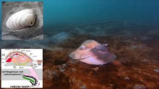 Marine Creature Monday Science Video: Moon Snail