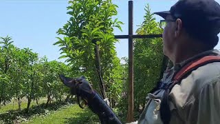 Canistel/eggfruit pruning. It's getting hot & dry!