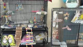 Lubbirb Live Stream