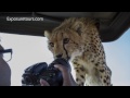 5 Cheetahs on my car!
